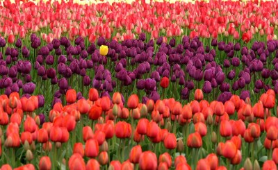 extraordinary-in-ordinary-tulips-175605_1280.jpg